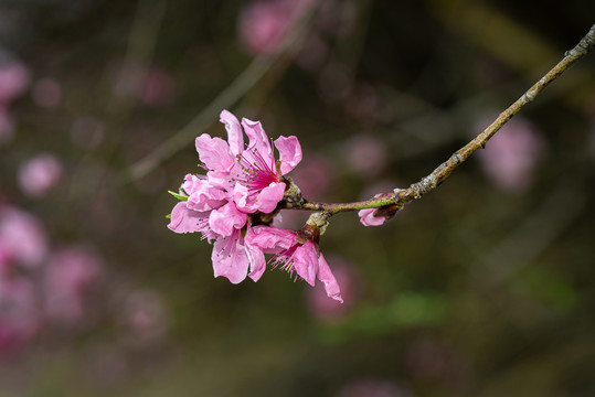 桃花