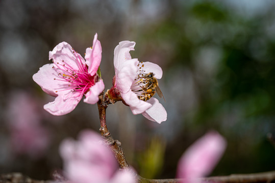 桃花蜜蜂采蜜