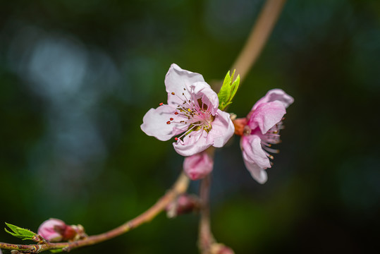 桃花