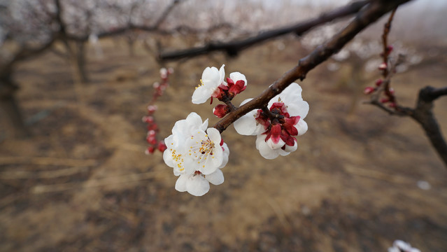 杏花