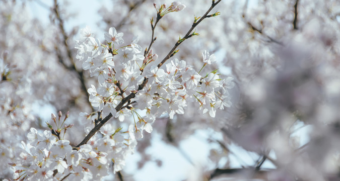 樱花