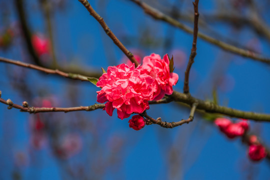 桃花