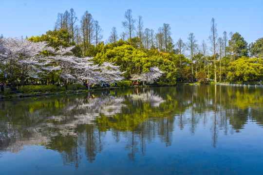 西湖春景