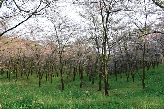 平坝万亩樱花林