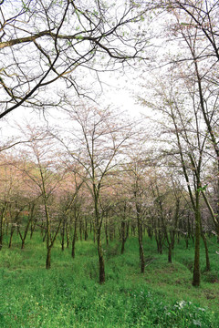 平坝万亩樱花林