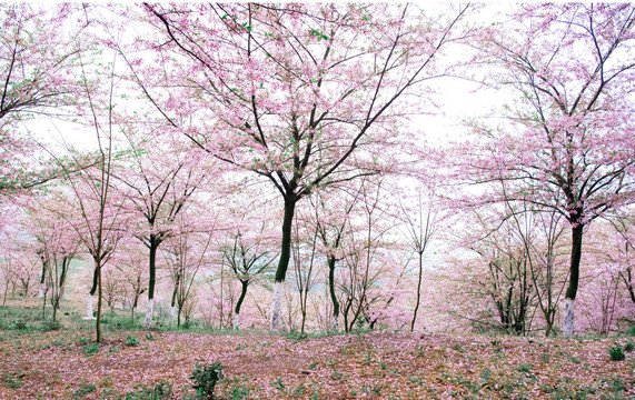 黃臘鄉萬畝櫻花園