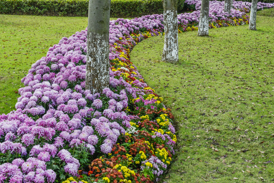 菊花花海