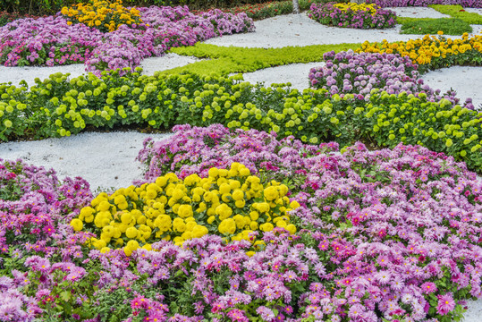 菊花花海