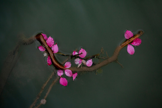 水上落花