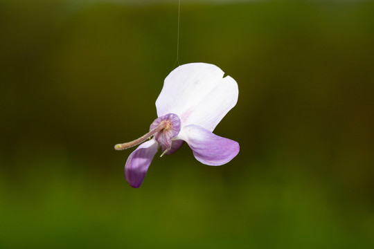 花瓣