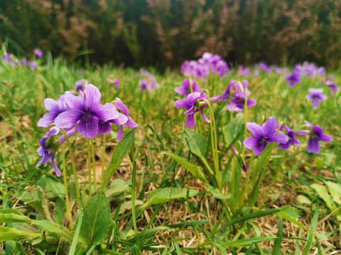 紫花地丁