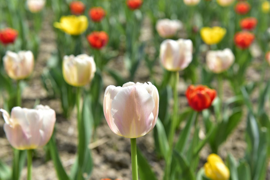 白色郁金香花海