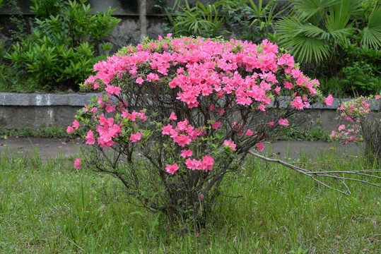 红杜鹃花