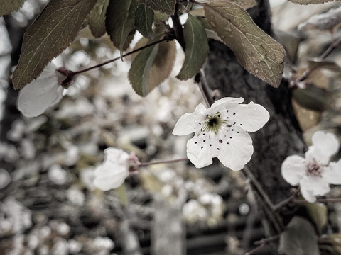 雨中李子花