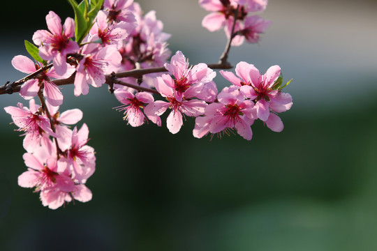 桃花