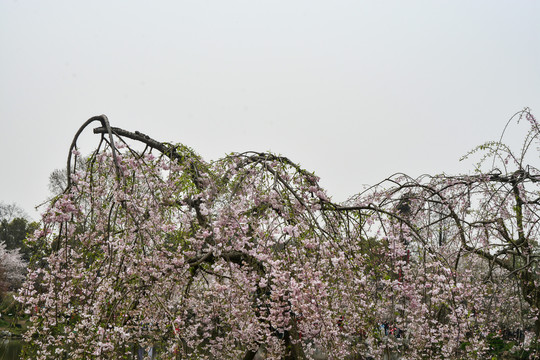 日本樱花