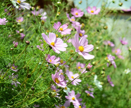 粉花绿草