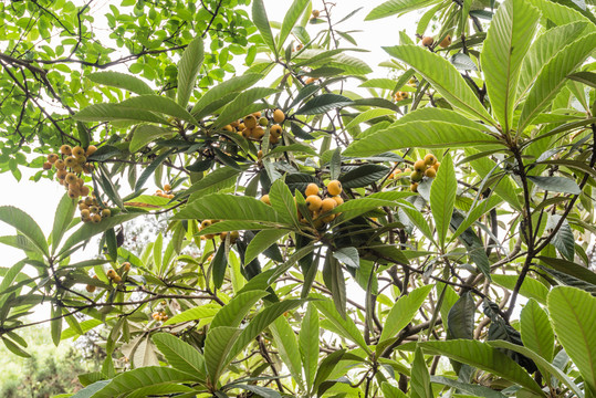 中国苏州留园的枇杷树和枇杷果