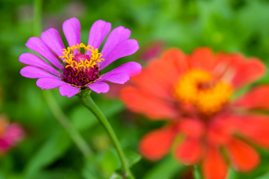 百日菊