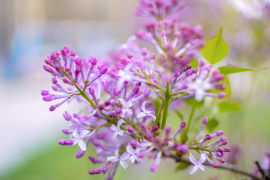 丁香花