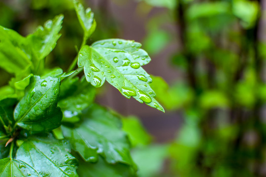 树叶上的雨水