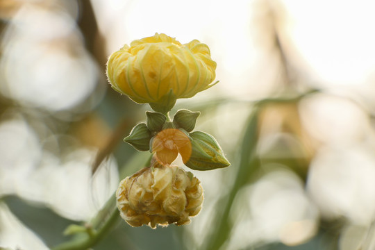 丝瓜花