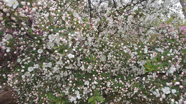 繁花海棠花