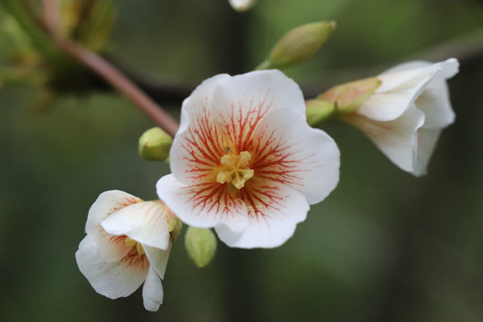 油桐花