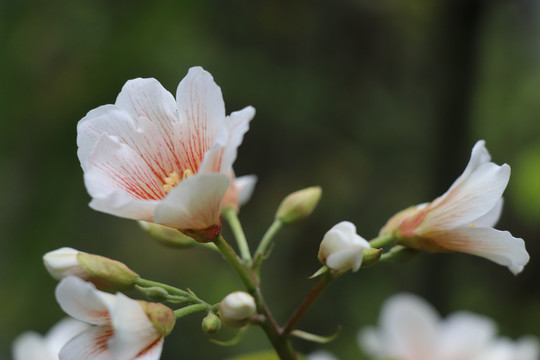 油桐花