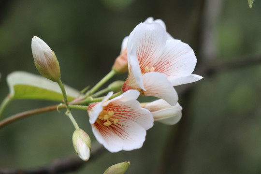 油桐花