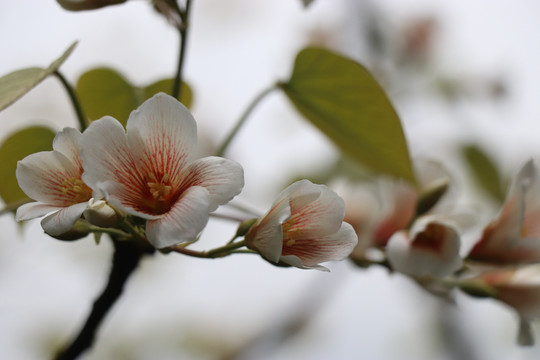 油桐花