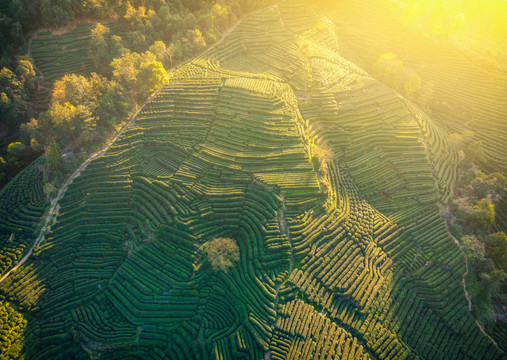 航拍杭州西湖龙井茶山