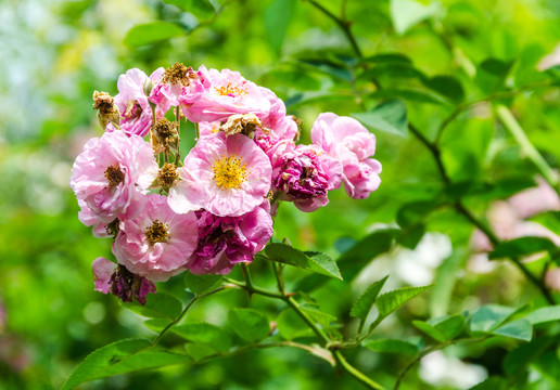 薔薇