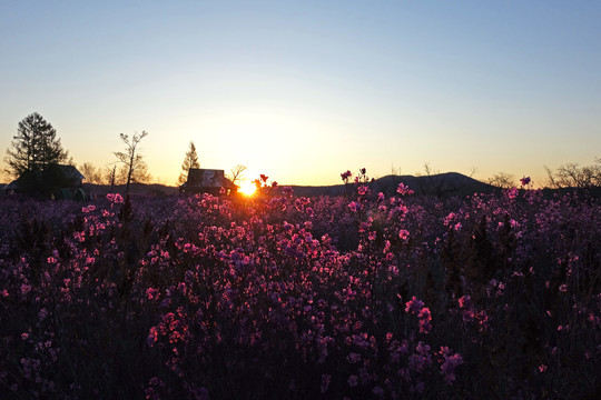 杜鹃花