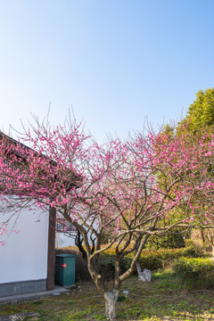 梅花树