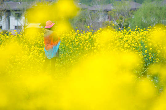 油菜花田