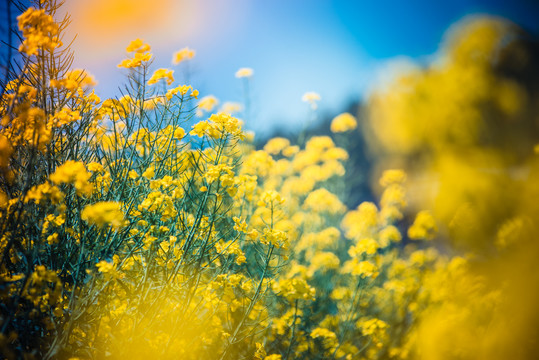 油菜花