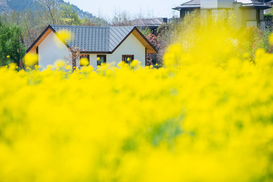 油菜花地