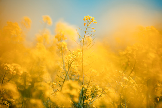 油菜花田