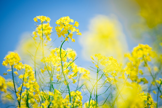 油菜花田