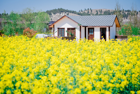 油菜花地