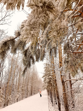 阳春白雪