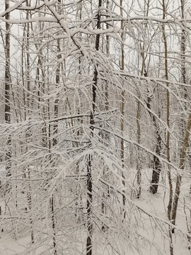 阳春白雪