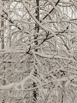 阳春白雪