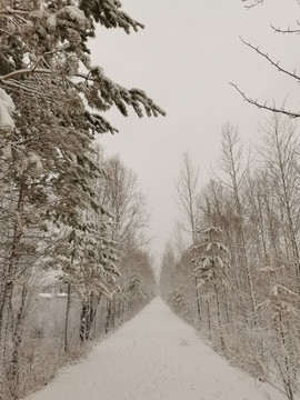 阳春白雪