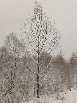 阳春白雪