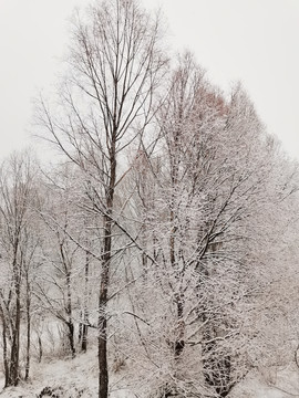 阳春白雪