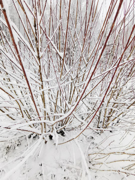 阳春白雪