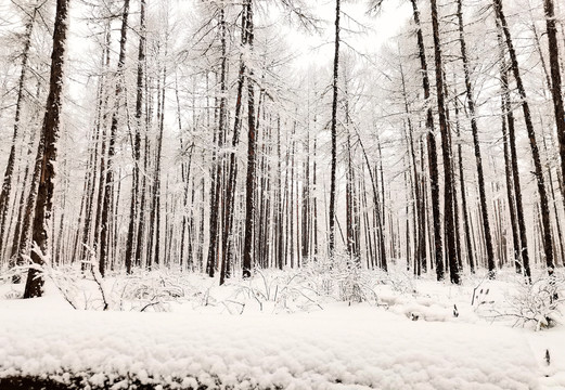 三月春雪