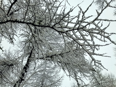 阳春白雪